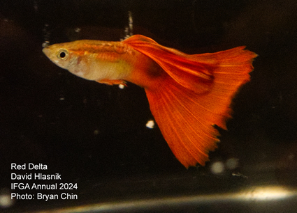 guppy red 